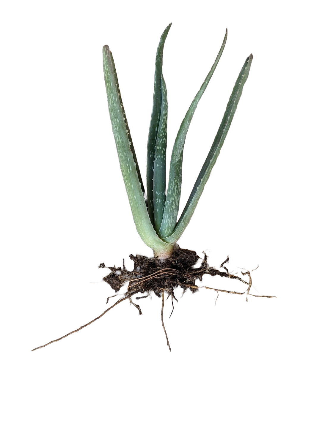 Aloe Vera Plant