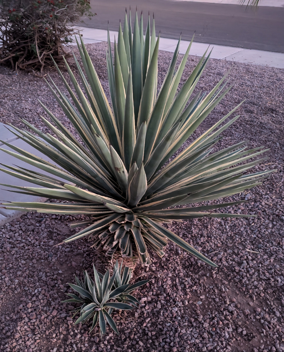 Agave