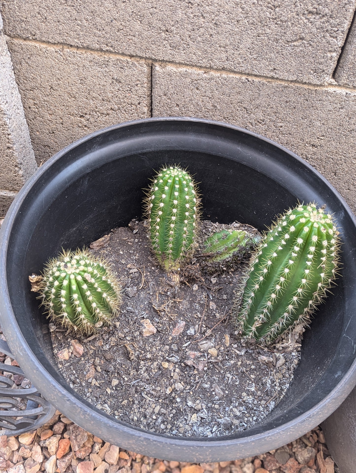 Argentine Giant Cactus