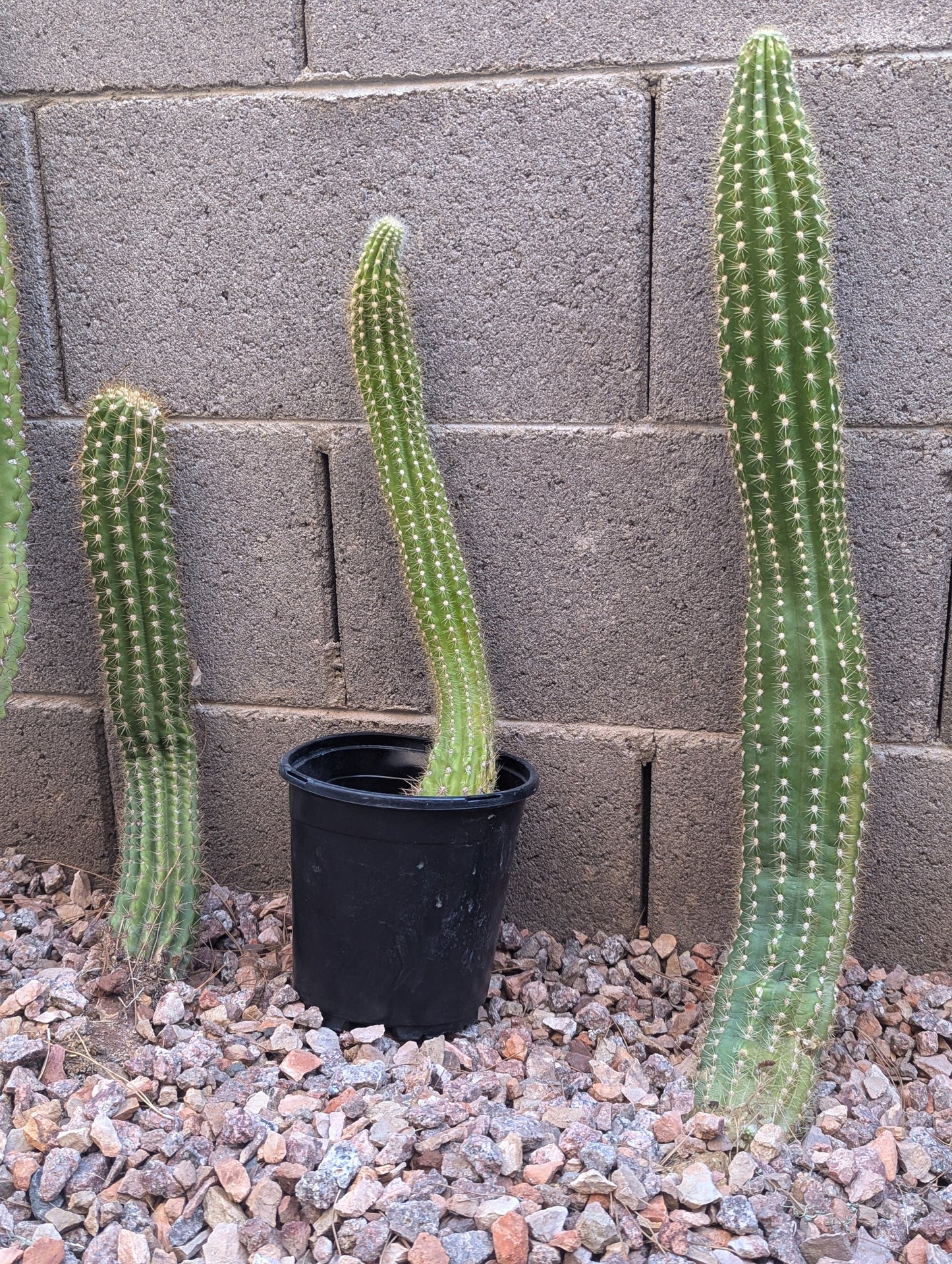 Argentine Giant Cactus