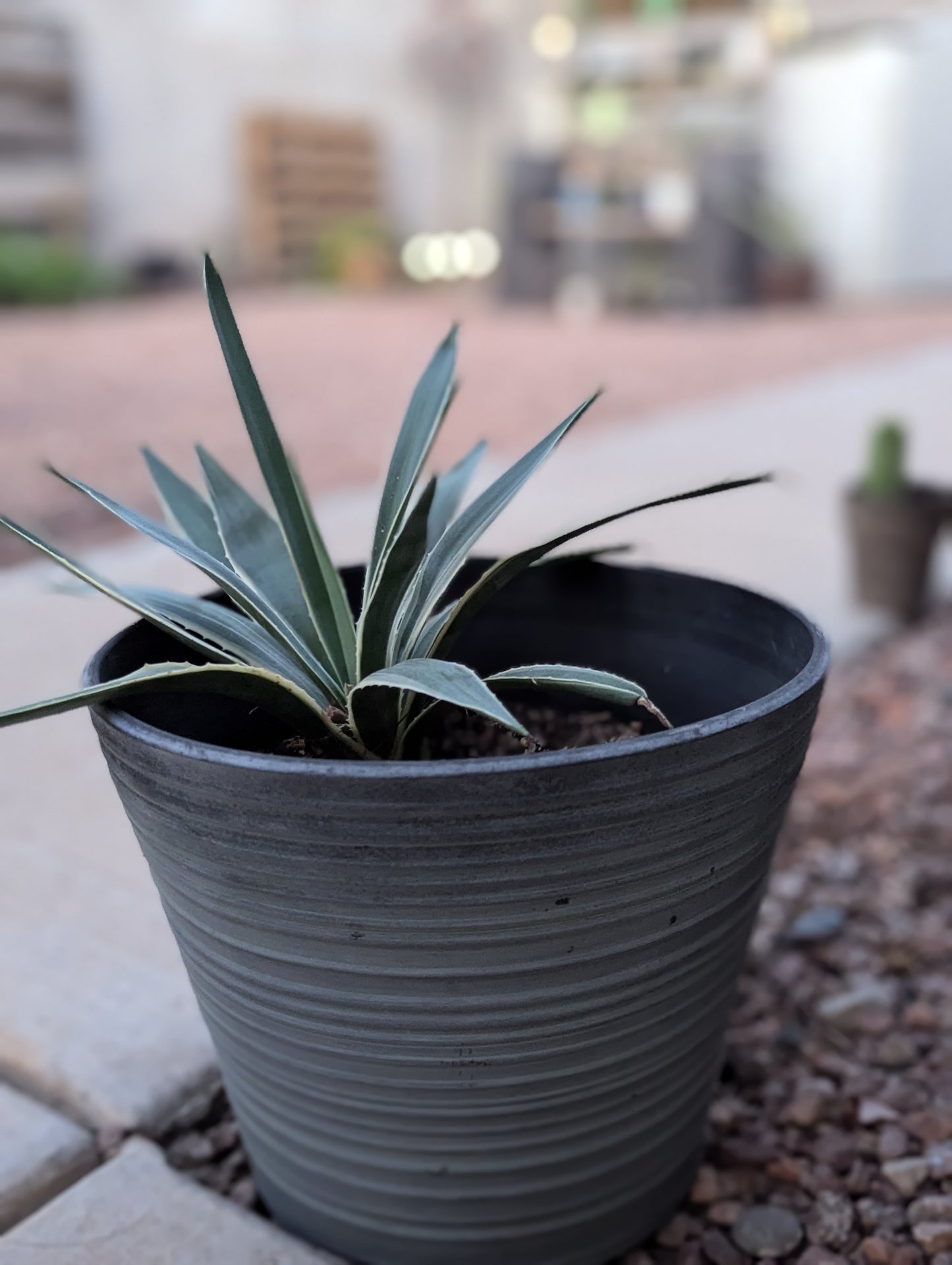 Agave