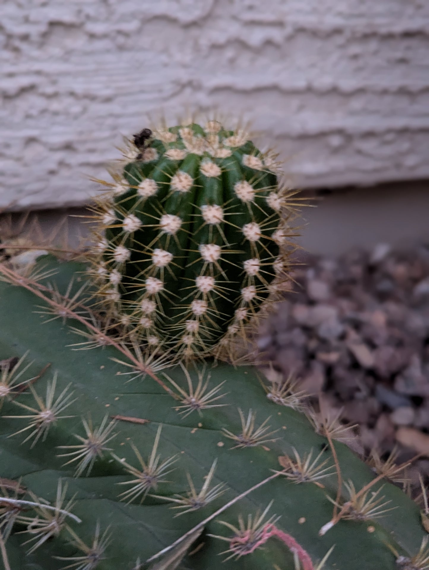 Argentine Giant Cactus