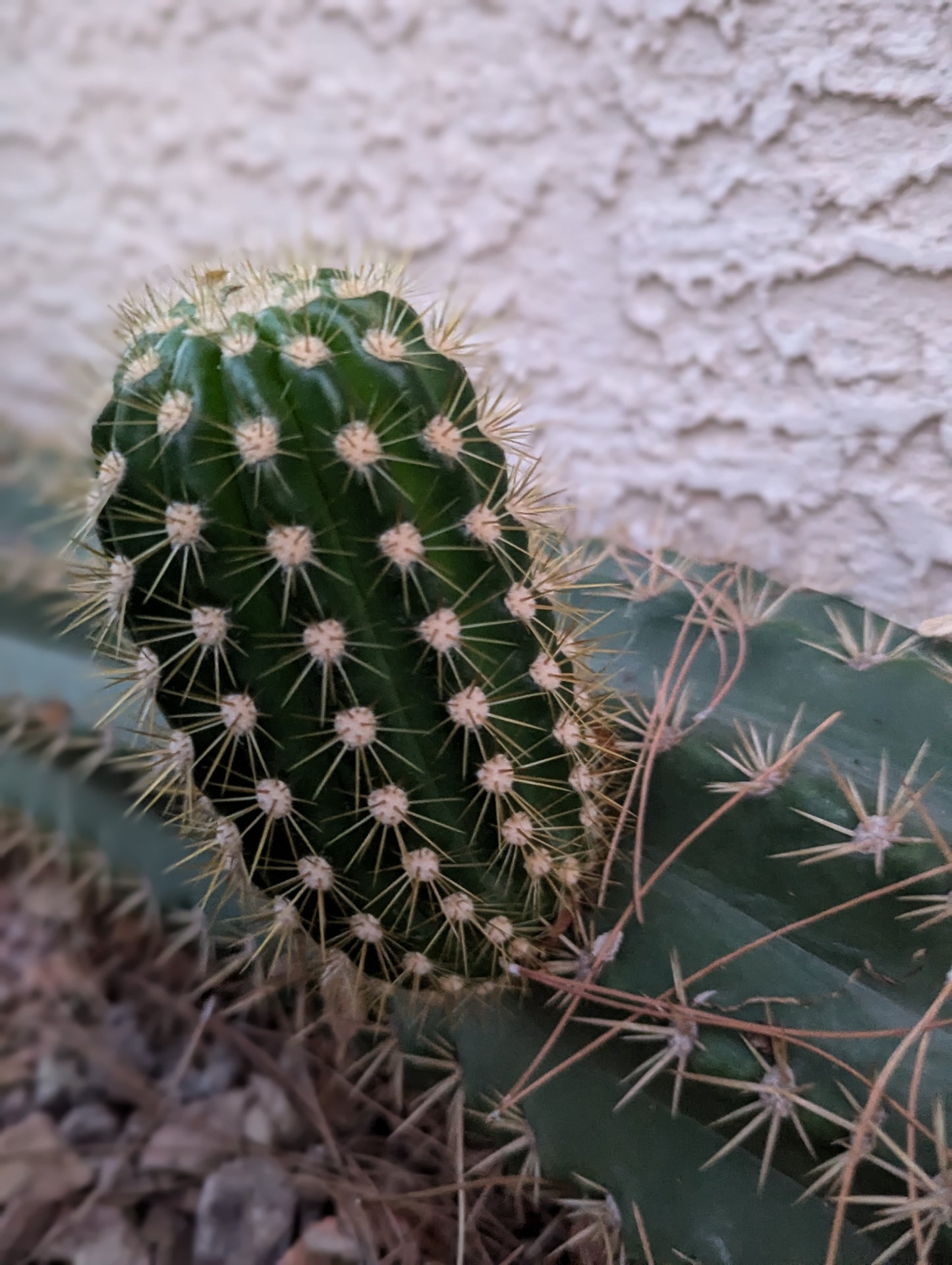 Argentine Giant Cactus