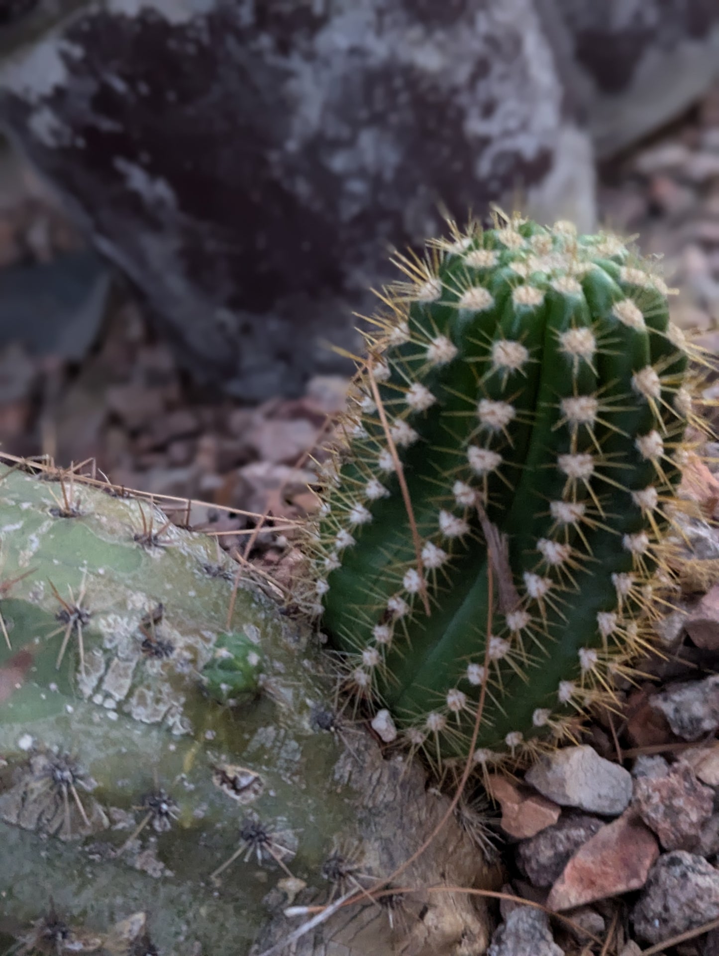 Argentine Giant Cactus