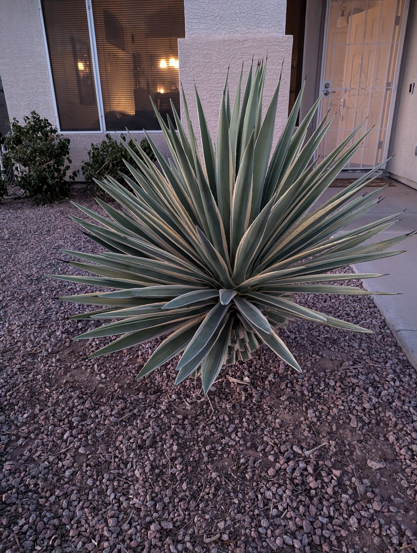 Agave