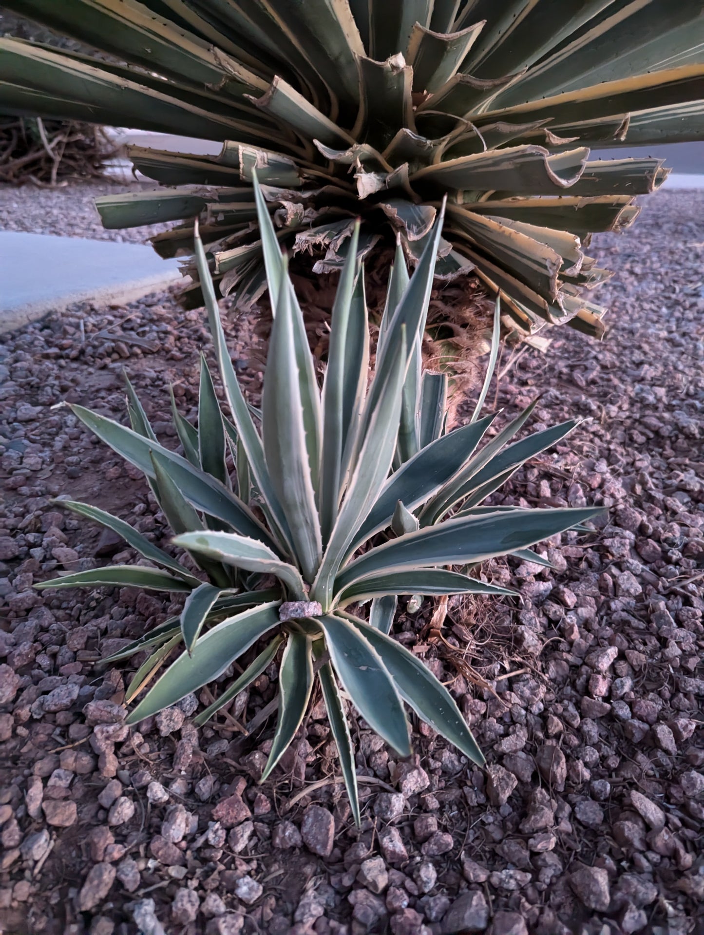 Agave