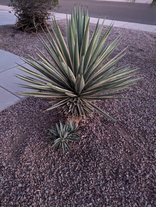 Agave