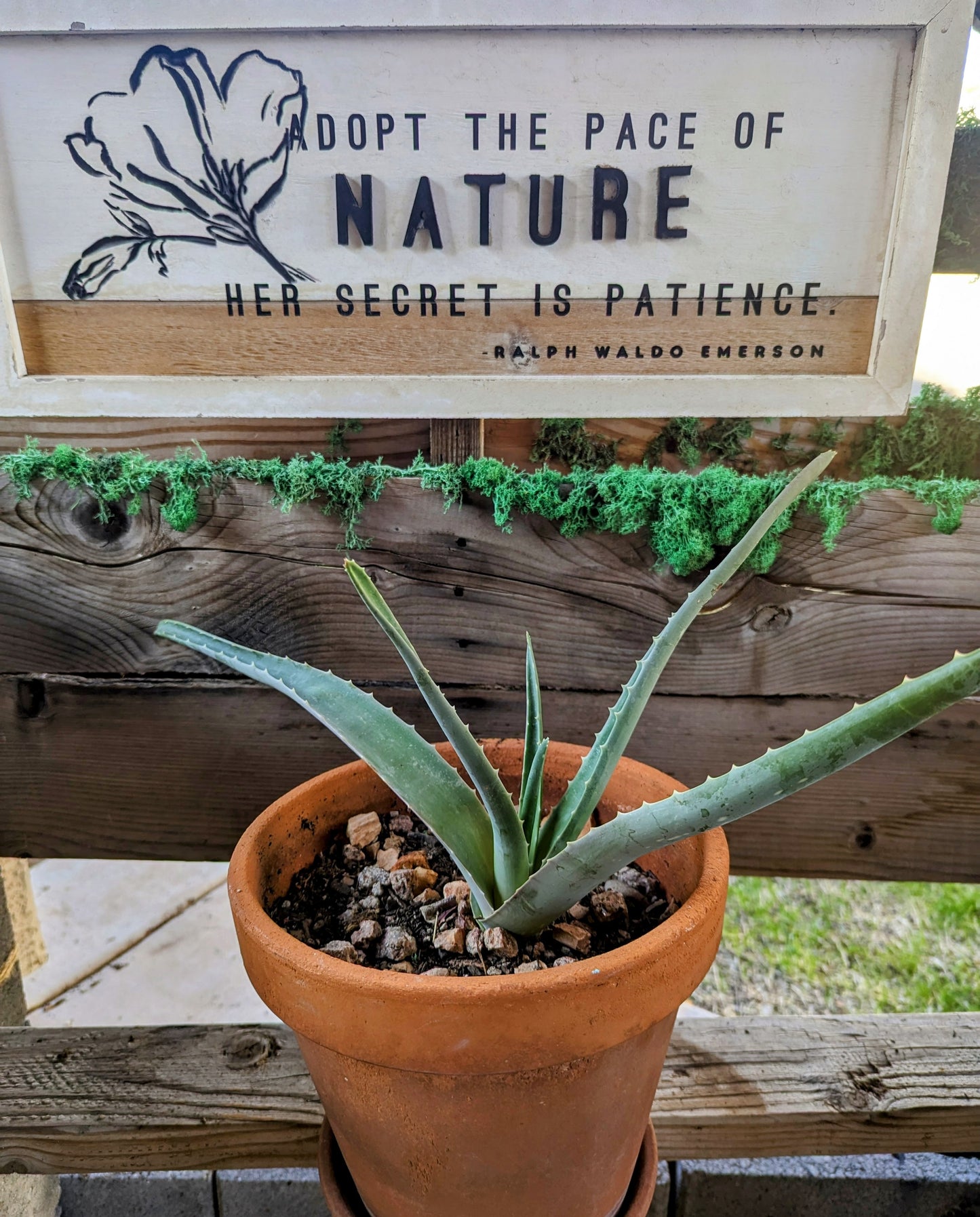 Aloe Vera Plant