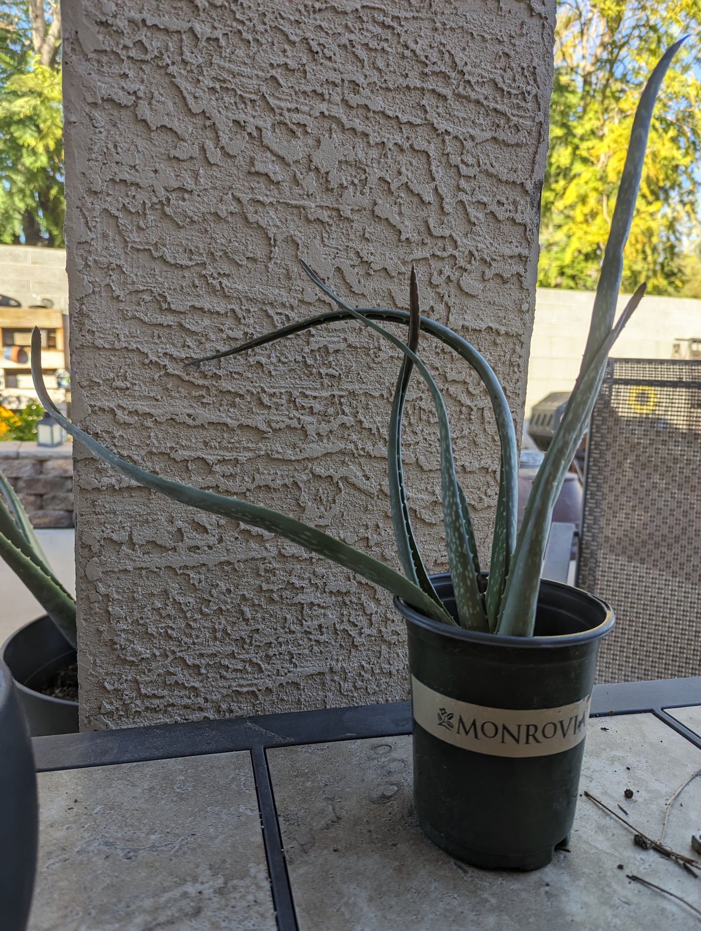 Aloe Vera Plant