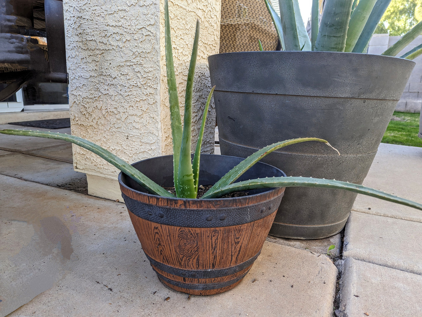 Aloe Vera Plant