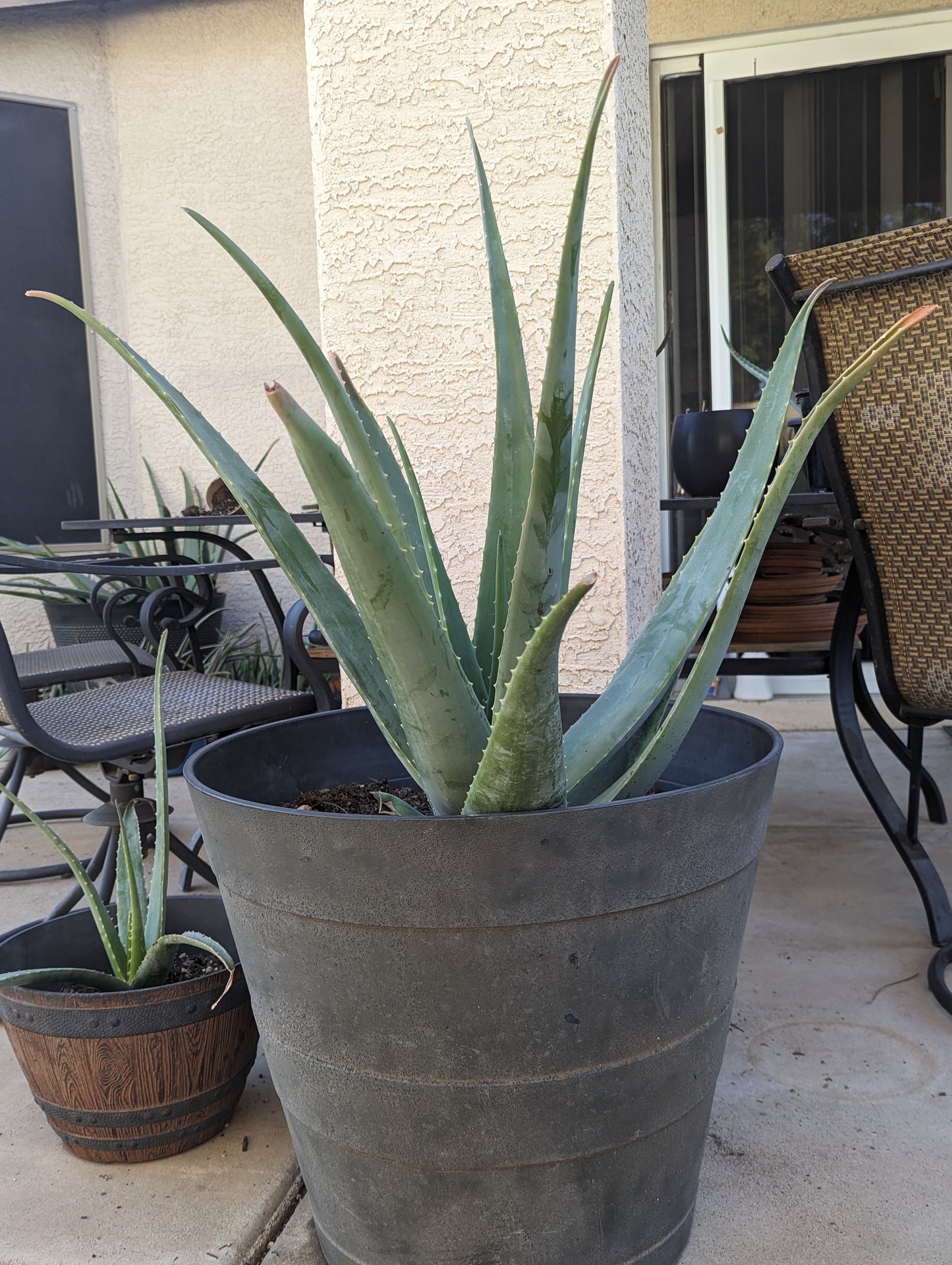 Aloe Vera Plant