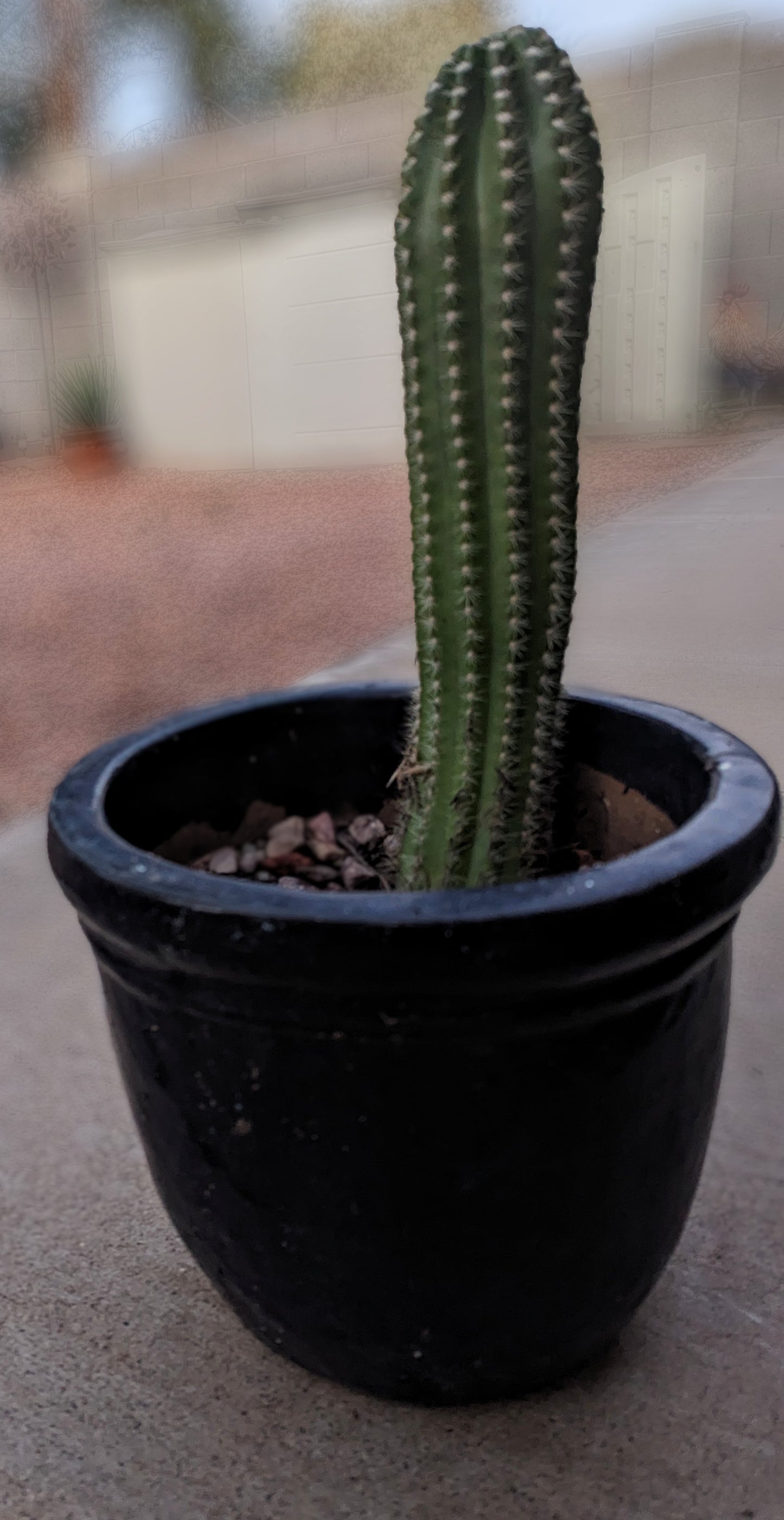 Argentine Giant Cactus