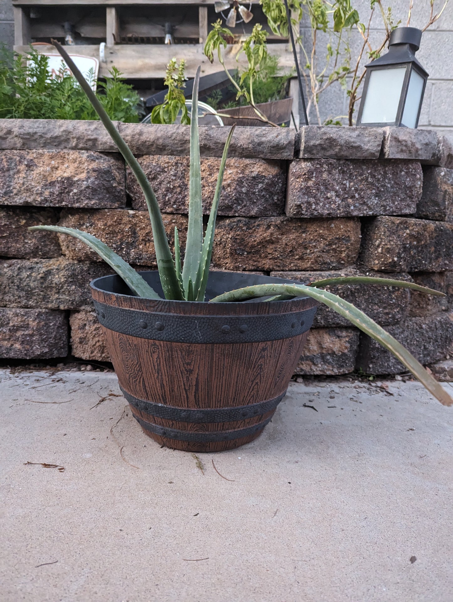 Aloe Vera Plant