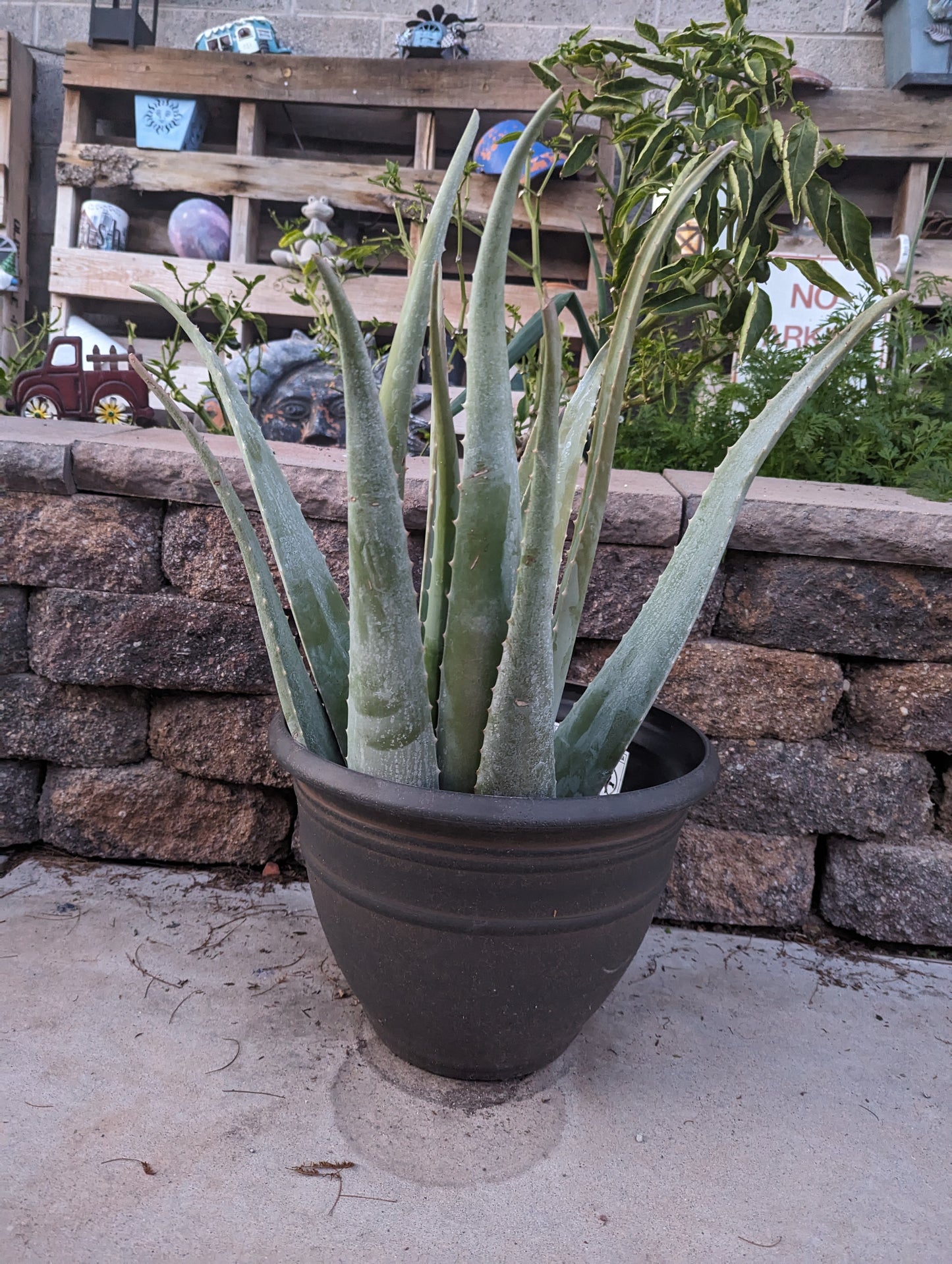 Aloe Vera Plant