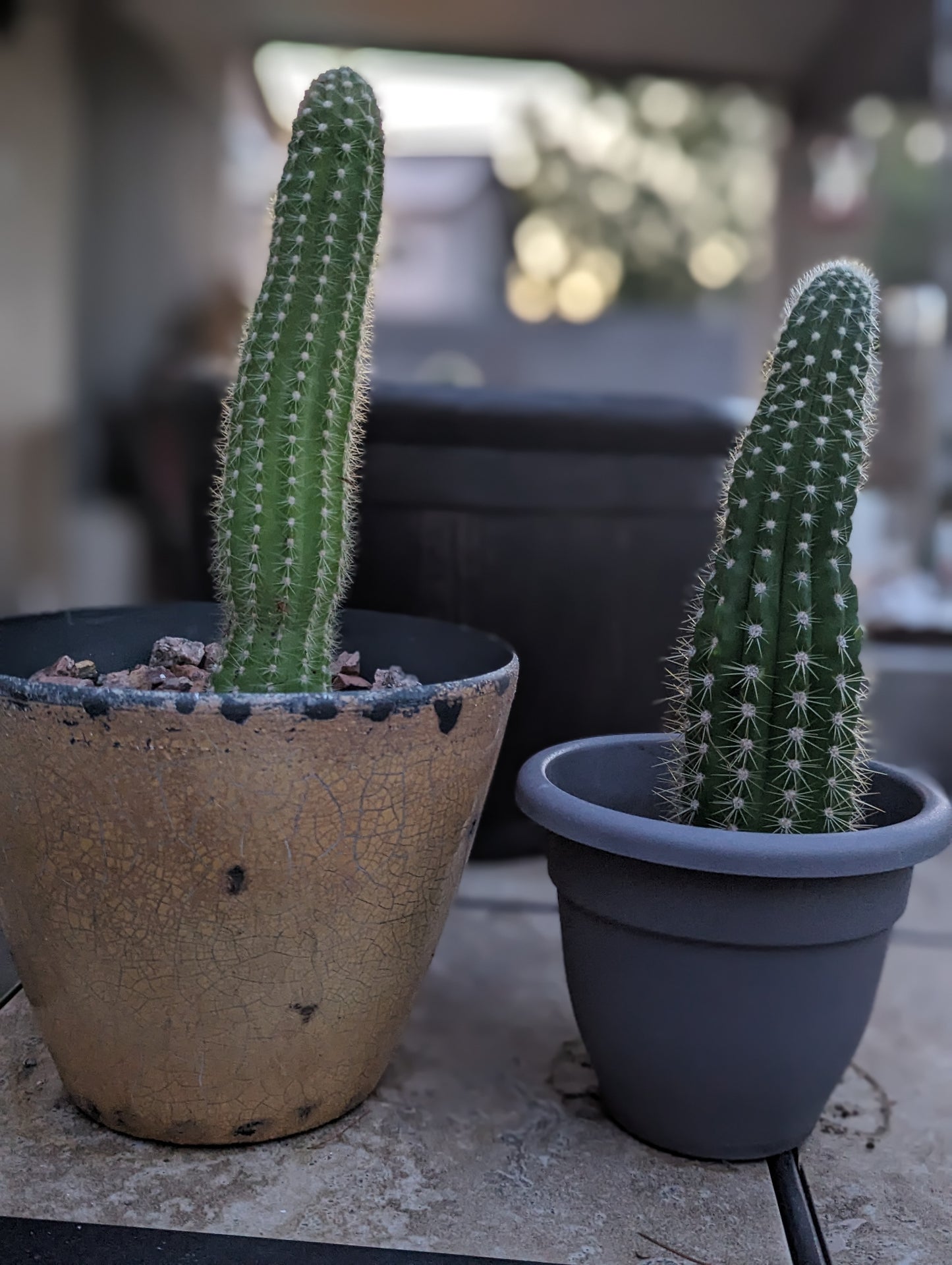 Argentine Giant Cactus