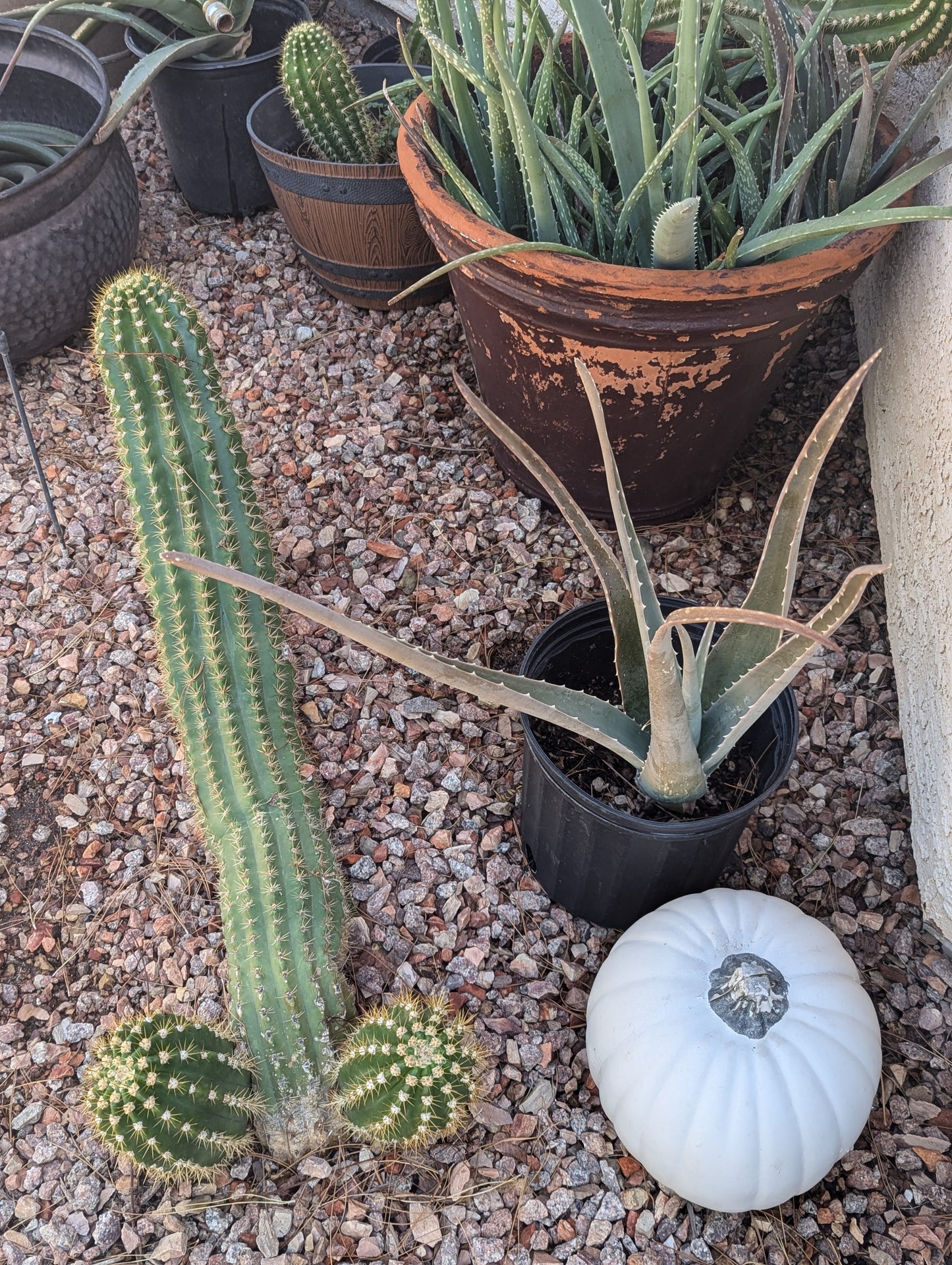 Argentine Giant Cactus