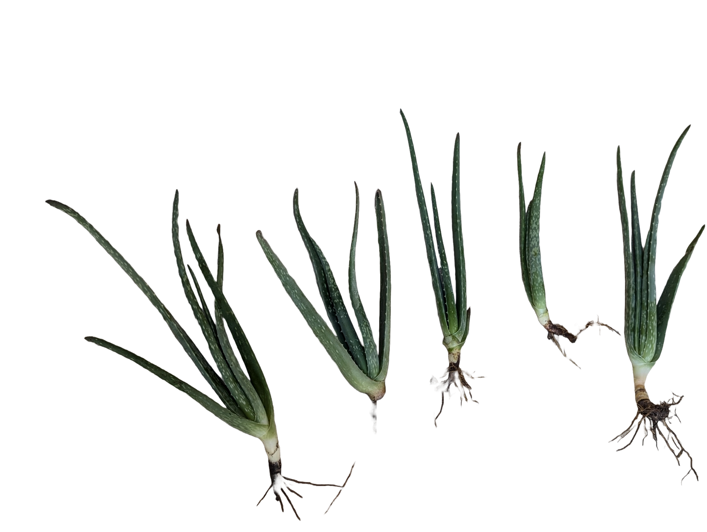 Aloe Vera Plant